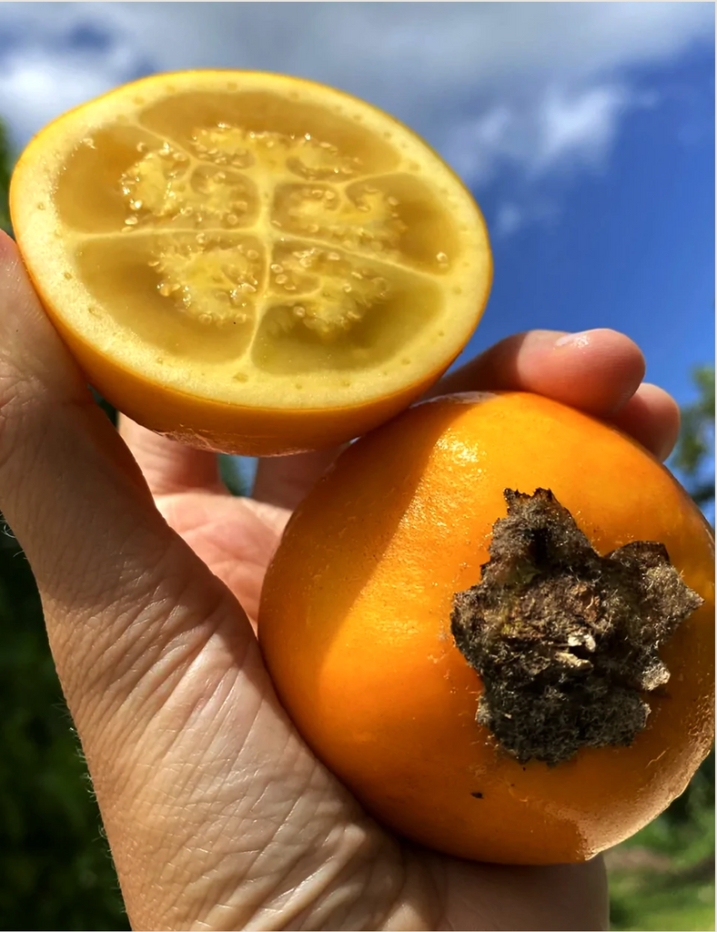lulo fruit picked in farm